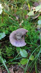 Cortinarius violaceus