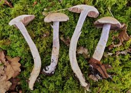 Cortinarius lucorum