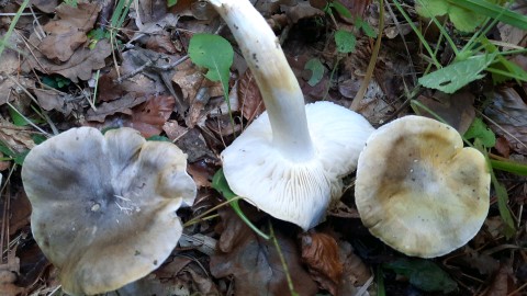 Tricholoma viridilutescens