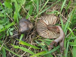 Hygrocybe ovina