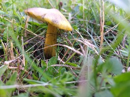 Hygrocybe conica