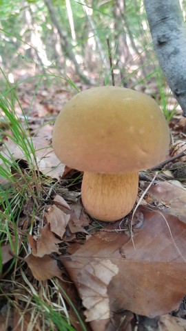 Suillellus luridus