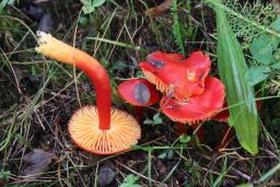 Hygrocybe coccinea