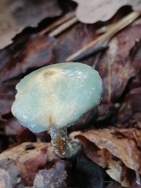 Stropharia caerulea