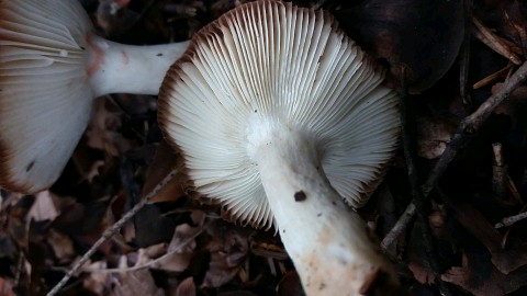 Russula emetica