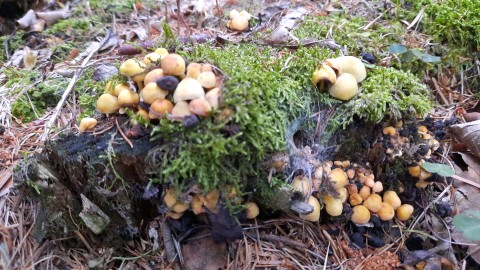 Hypholoma fasciculare var. pusillum