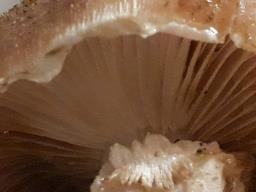 Armillaria ostoyae