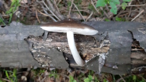 Pluteus cervinus