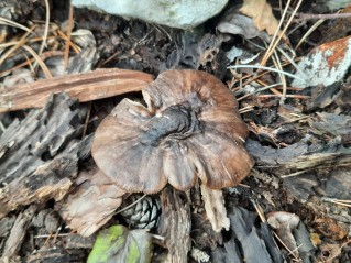 Pluteus cervinus