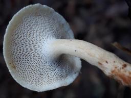 Lentinus brumalis