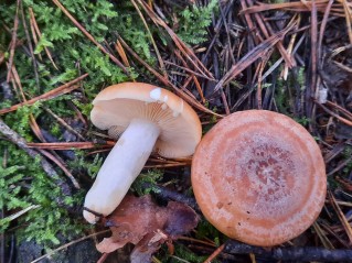 Lactarius chrysorrheus