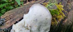 Tyromyces fumidiceps
