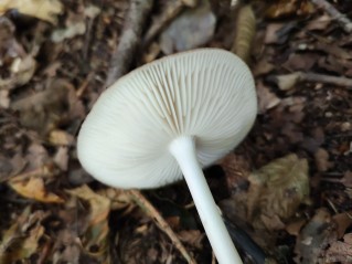 Hymenopellis radicata