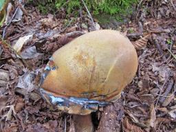 Suillellus luridus