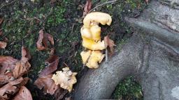 Cantharellus ferruginascens