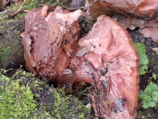 Fistulina hepatica