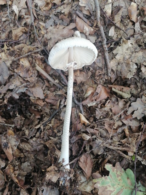 Macrolepiota mastoidea