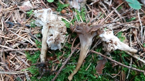 Craterellus undulatus