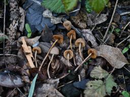 Conocybe anthracophila var. anthracophila