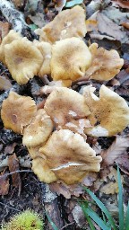 Armillaria gallica