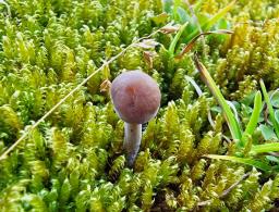 Panaeolus acuminatus