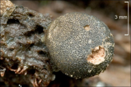 Lycogala terrestre