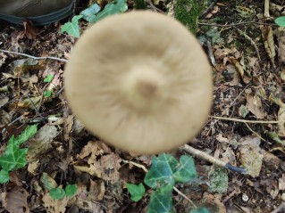 Hymenopellis radicata