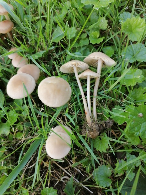 Marasmius oreades