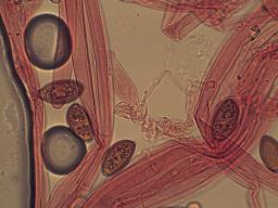 Conocybe macrospora