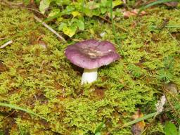 Russula cavipes