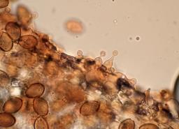 Conocybe rickenii