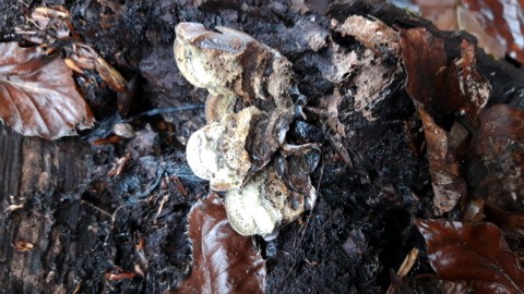 Auricularia mesenterica