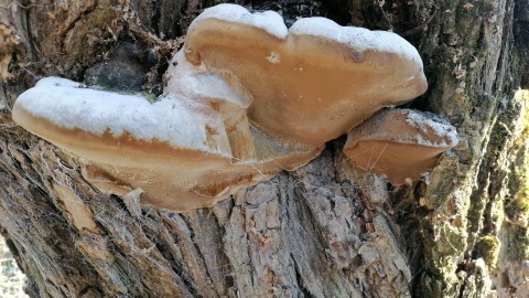 Ganoderma applanatum