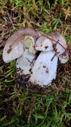 Tricholoma portentosum