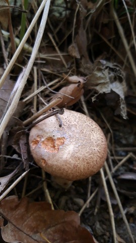 Paxillus involutus