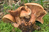 Lactarius fulvissimus