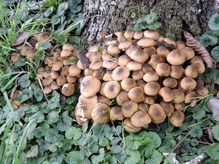 Armillaria mellea