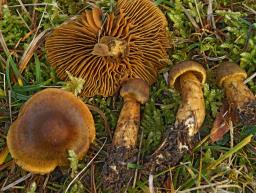 Cortinarius malicorius