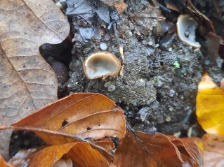 Humaria hemisphaerica