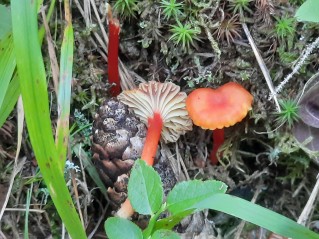 Hygrocybe cantharellus