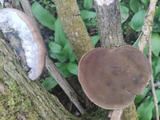 Phellinus igniarius