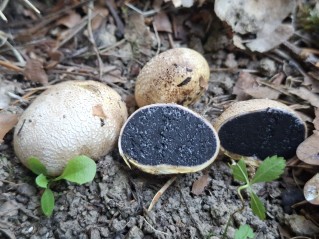 Scleroderma cepa