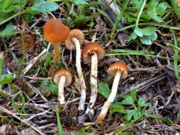 Conocybe nemoralis