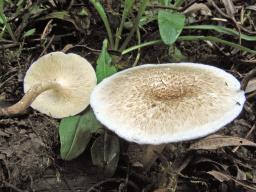 Lentinus tigrinus