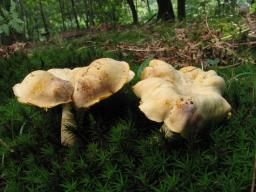 Cantharellus amethysteus