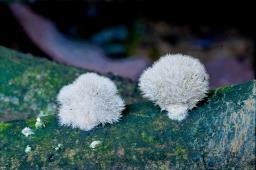 Schizophyllum commune