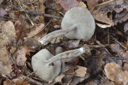 Helvella macropus