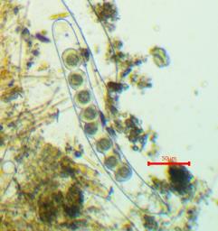 Ramsbottomia macrantha