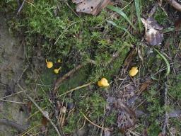 Cantharellus romagnesianus
