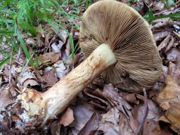 Calonarius elegantissimus